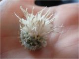 Arctium tomentosum