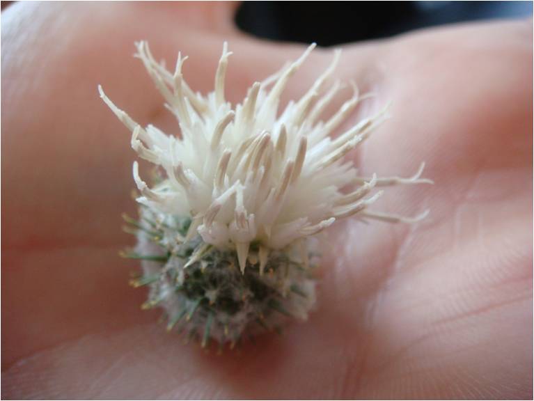 Image of Arctium tomentosum specimen.