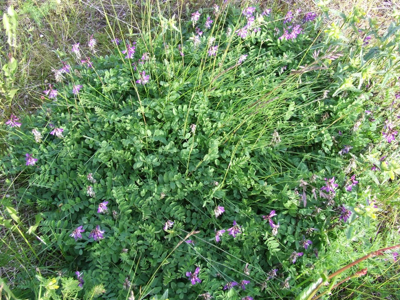 Изображение особи Astragalus subpolaris.