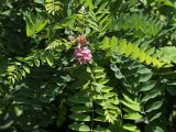 Robinia viscosa. Побег с соцветиями. Белгородская обл., пос. Борисовка. 01.07.2009.