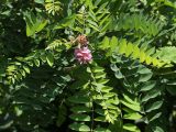 Robinia viscosa