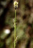 Carex pilosa