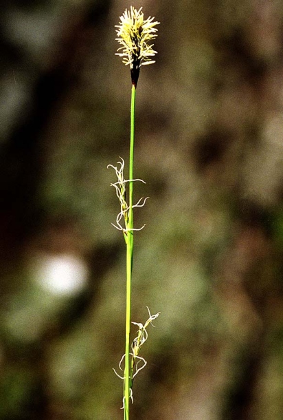 Изображение особи Carex pilosa.