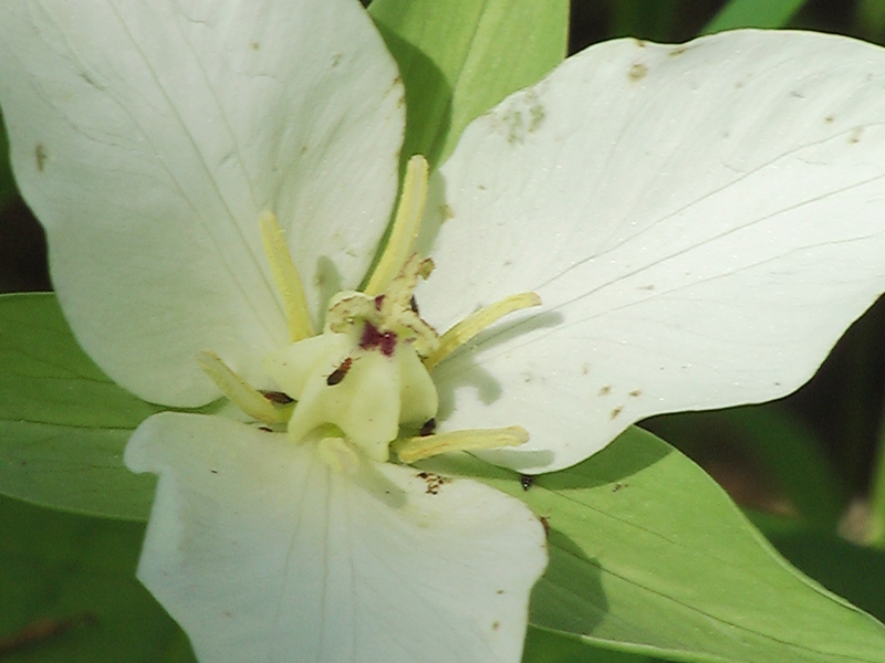 Image of Trillium camschatcense specimen.