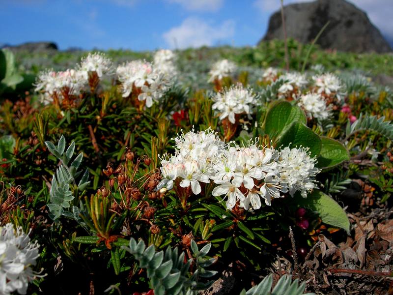 Image of Ledum decumbens specimen.