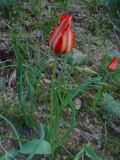 Tulipa ostrowskiana