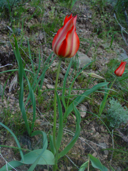 Image of Tulipa ostrowskiana specimen.