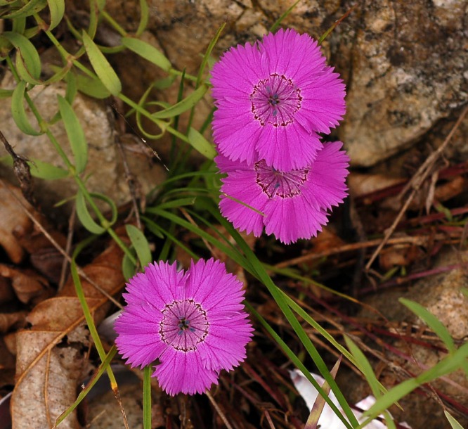 Image of Dianthus chinensis specimen.