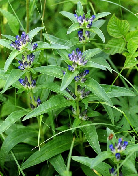 Изображение особи Gentiana cruciata.