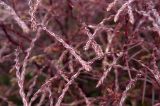 Corispermum declinatum