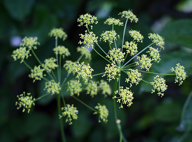 Изображение особи Heracleum sibiricum.