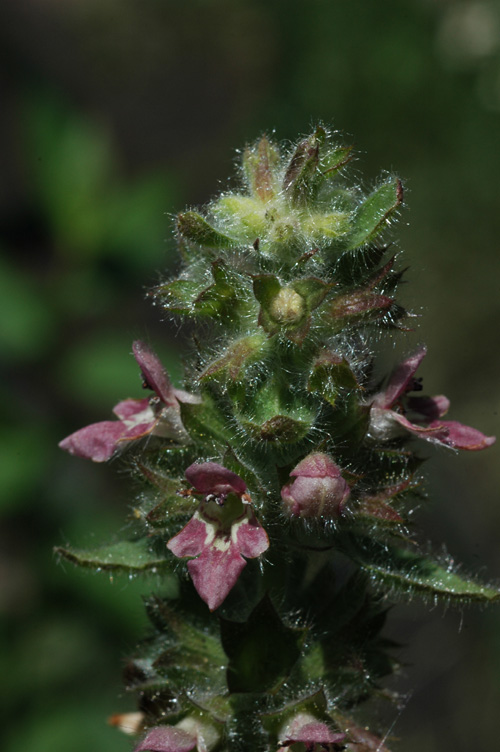 Изображение особи род Stachys.