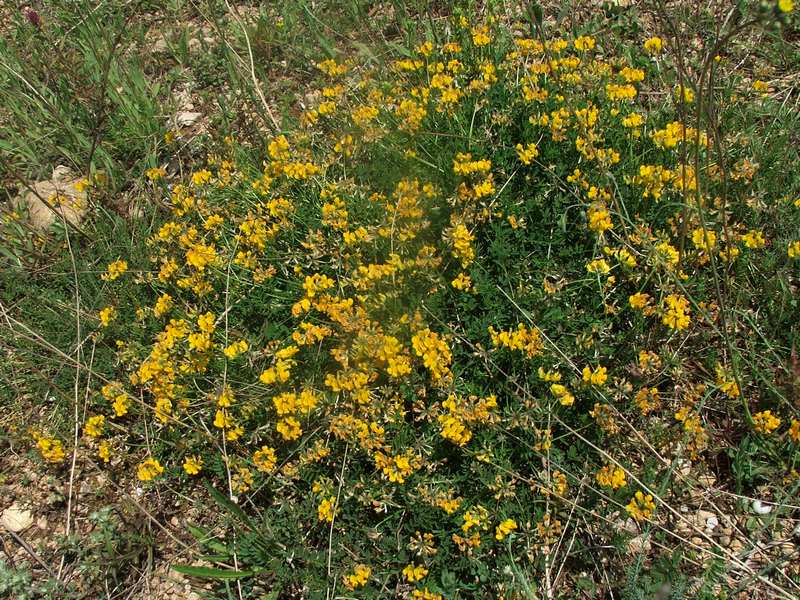 Image of Hippocrepis comosa specimen.