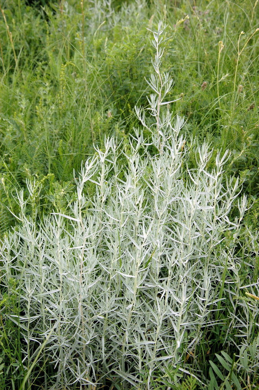 Изображение особи Artemisia glauca.