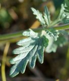 Scutellaria mesostegia