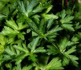 Geranium palustre. Молодые листья. Московская обл., Раменский р-н, окр. дер. Хрипань, садовый участок. 27.07.2015.