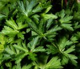 Geranium palustre