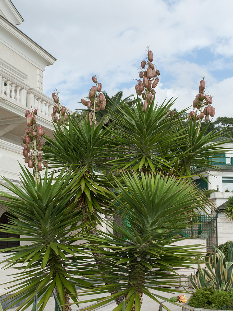 Изображение особи Yucca aloifolia.