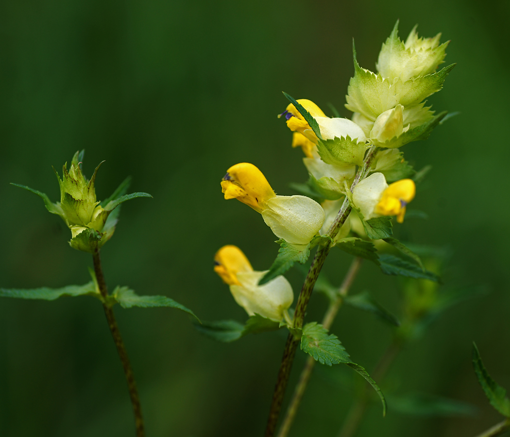 Изображение особи род Rhinanthus.