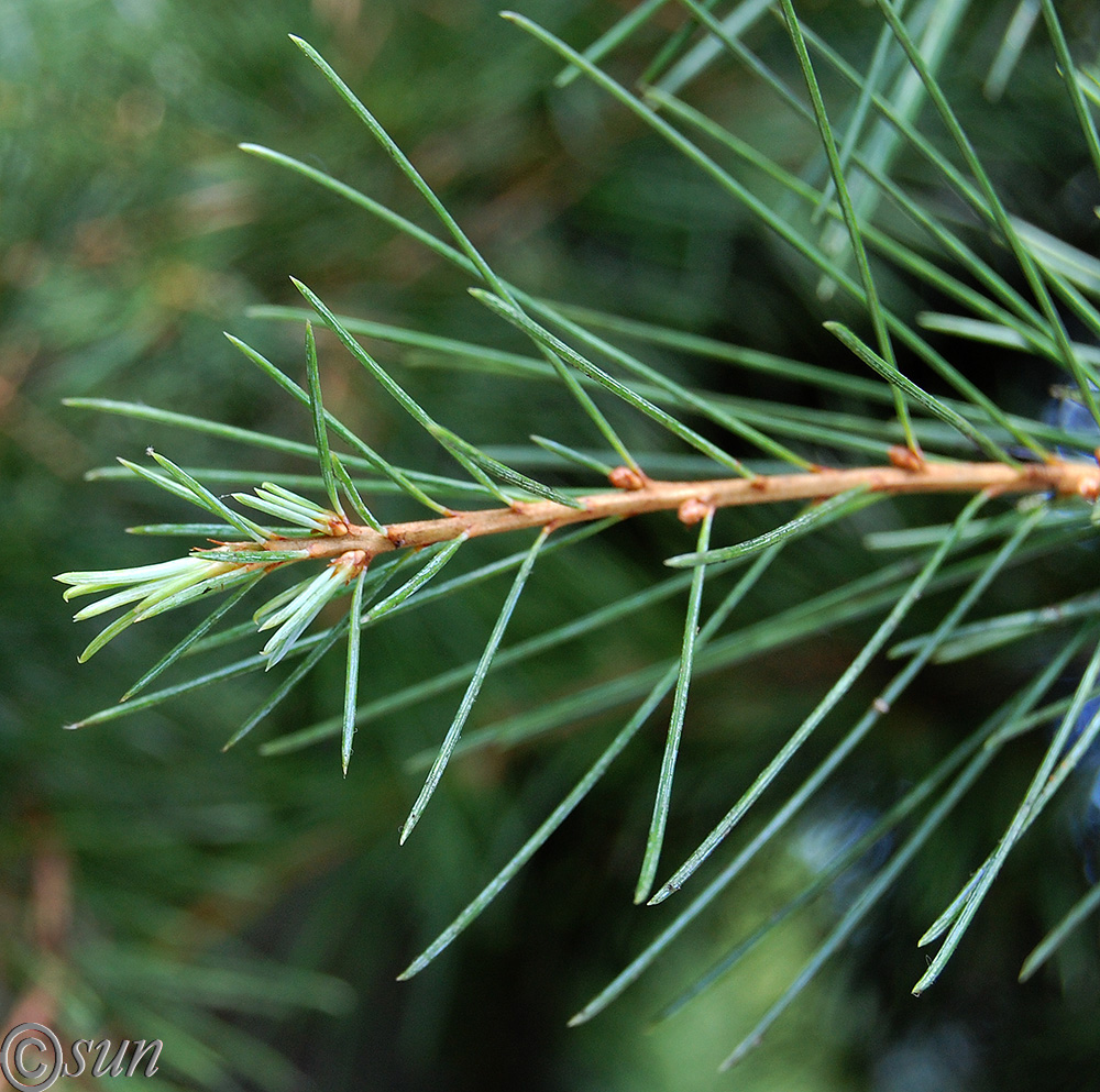 Изображение особи Cedrus deodara.