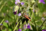 Geranium sylvaticum