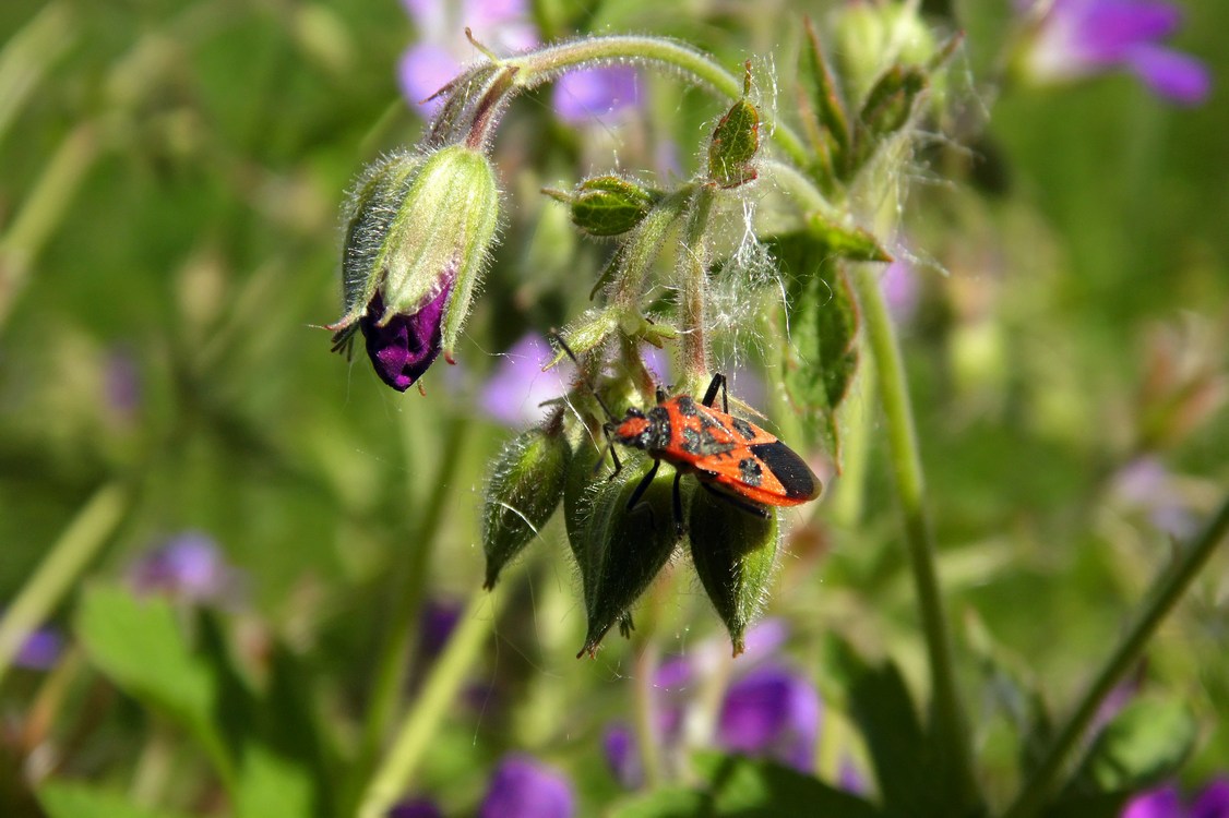 Image of Geranium sylvaticum specimen.