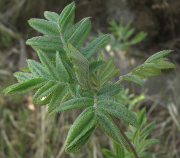 Image of Sorbus aucuparia specimen.