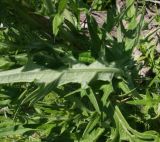 Cirsium vulgare