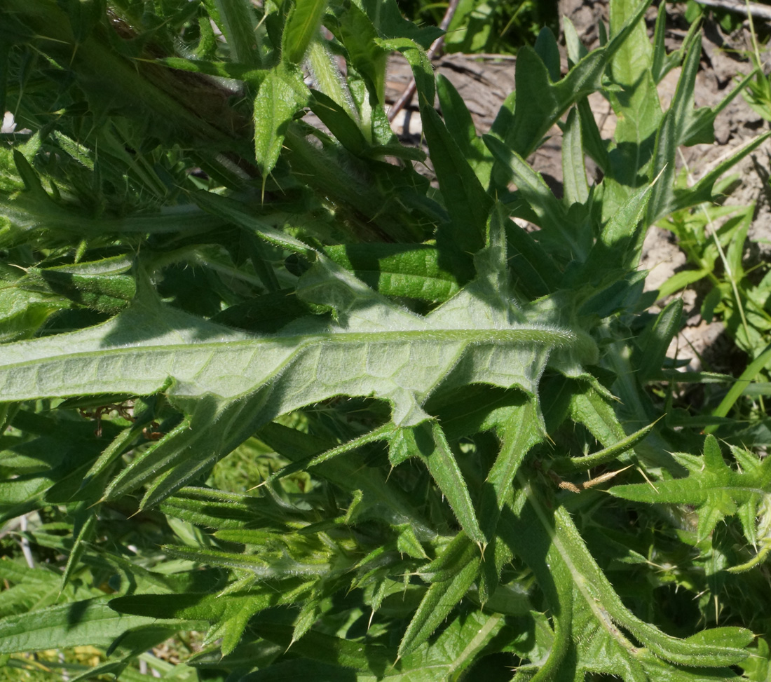 Изображение особи Cirsium vulgare.