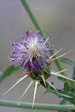 Centaurea iberica. Соцветие-корзинка. Южный Казахстан, горы Алатау (Даубаба), Восточное ущелье. 30.06.2014.