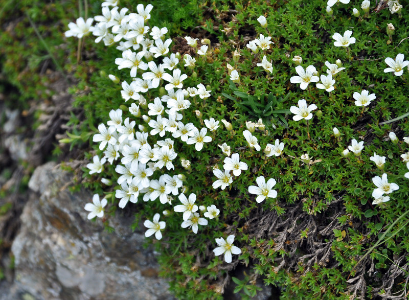 Image of Minuartia imbricata specimen.
