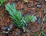 Pinus koraiensis. Верхушка ветви с незрелой шишкой. Приморье, Лазовский р-н, окр. села Чистоводное, смешанный лес. 10.08.2015.