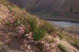 Cerasus tianshanica. Цветущее растение в сообществе с зацветающим эремурусом. Кыргызстан, долина р. Кекемерен выше с. Кызыл-Ой примерно 3 км, каменисто-песчаный склон в сторону реки. 5 мая 2015 г.