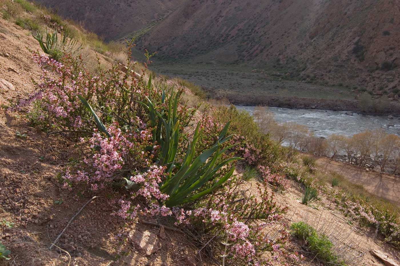 Image of Cerasus tianshanica specimen.