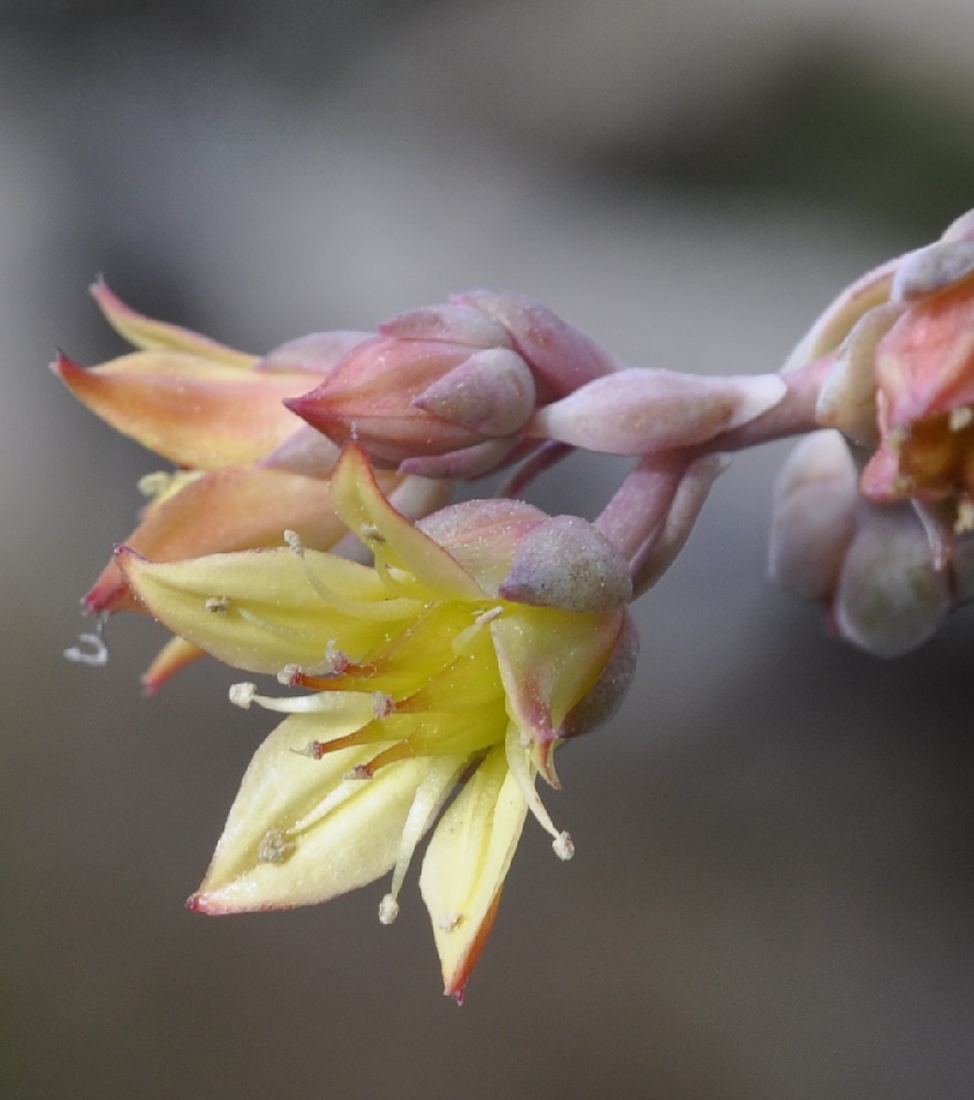 Изображение особи род × Graptoveria.