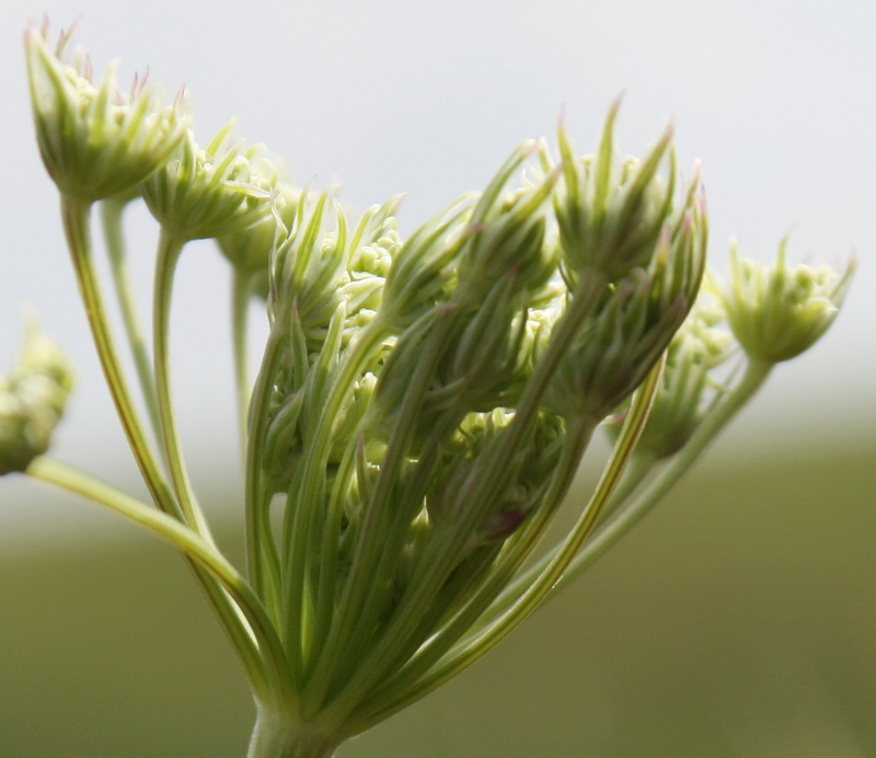 Image of Seseli annuum specimen.