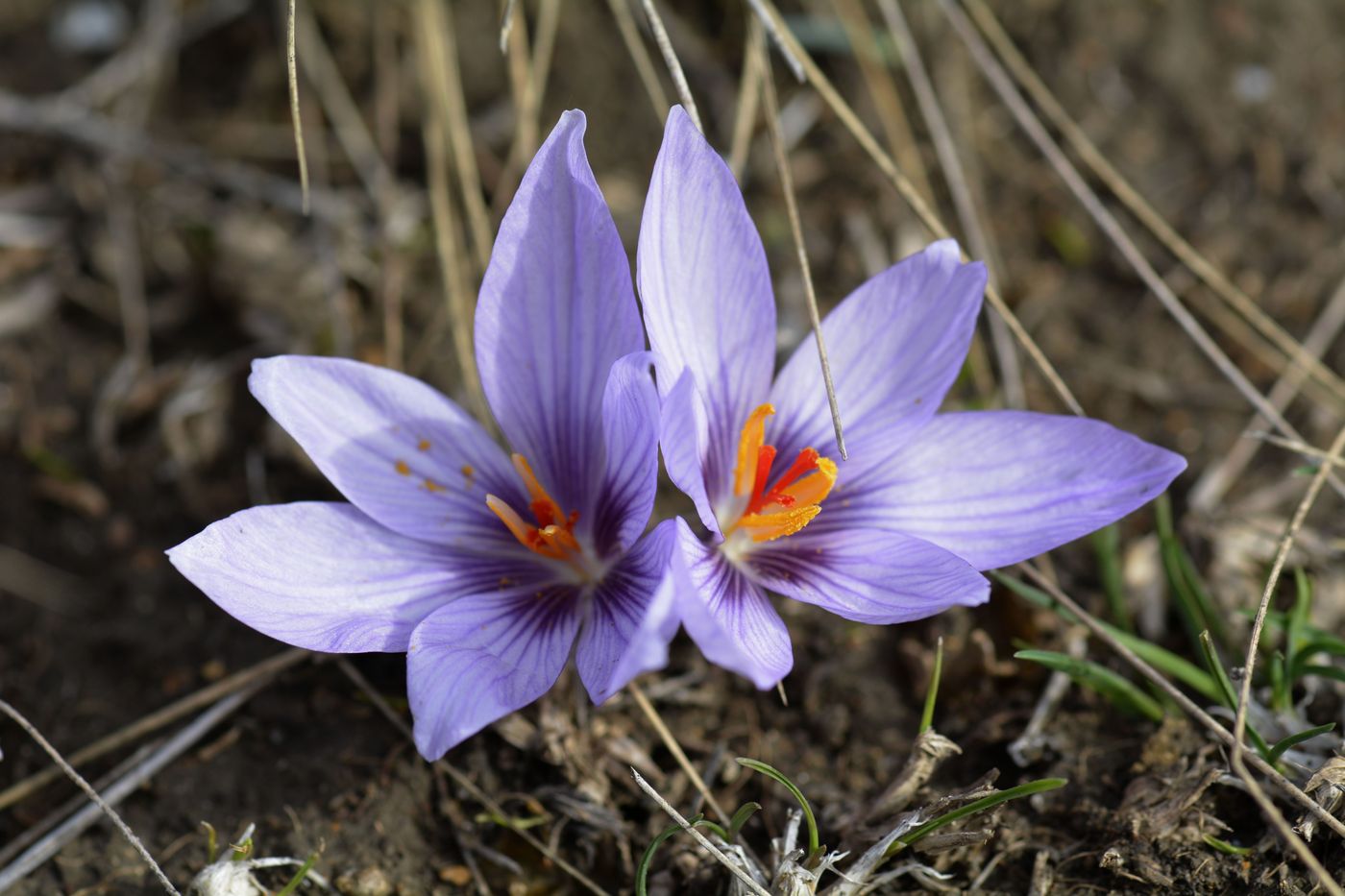 Изображение особи Crocus pallasii.