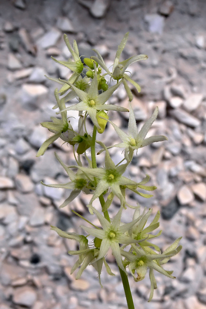 Изображение особи Echinocystis lobata.