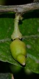 Image of taxon representative. Author is Татьяна Мальчинская