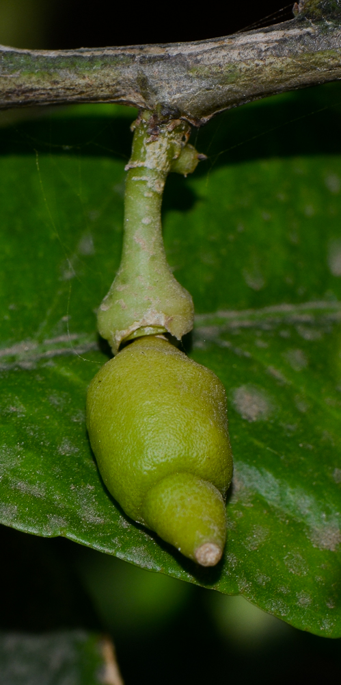 Image of Citrus limon specimen.