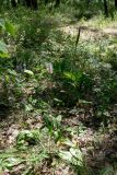Plantago urvillei. Растение с цветущим и отцветающим соцветиями. Челябинская обл., окр. г. Челябинск, Золотая горка, обочина дороги в берёзовом лесу. 05.07.2014.