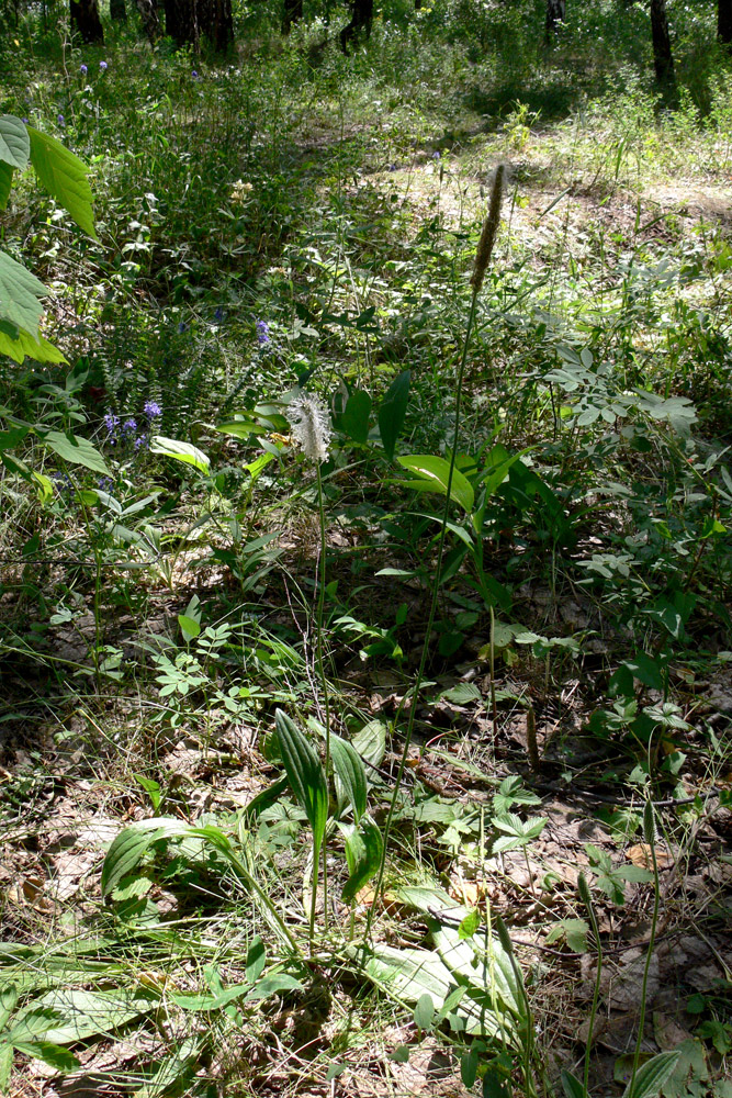 Image of Plantago urvillei specimen.