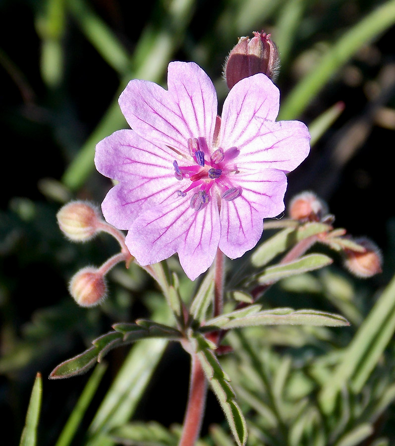 Изображение особи Geranium tuberosum.