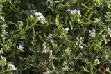 Cakile maritima