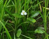 Sagittaria natans