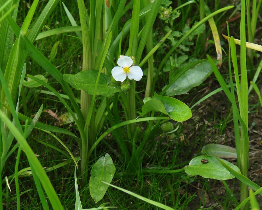 Image of Sagittaria natans specimen.