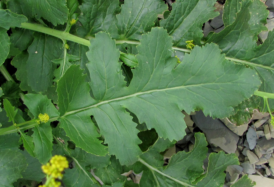 Image of Crambe koktebelica specimen.