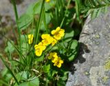 Viola biflora. Верхушка цветущего растения. Тува, Тоджинский р-н, долина р. Аржаан-Хем, ≈ 1600 м н.у.м., каменистый берег реки. 07.07.2015.