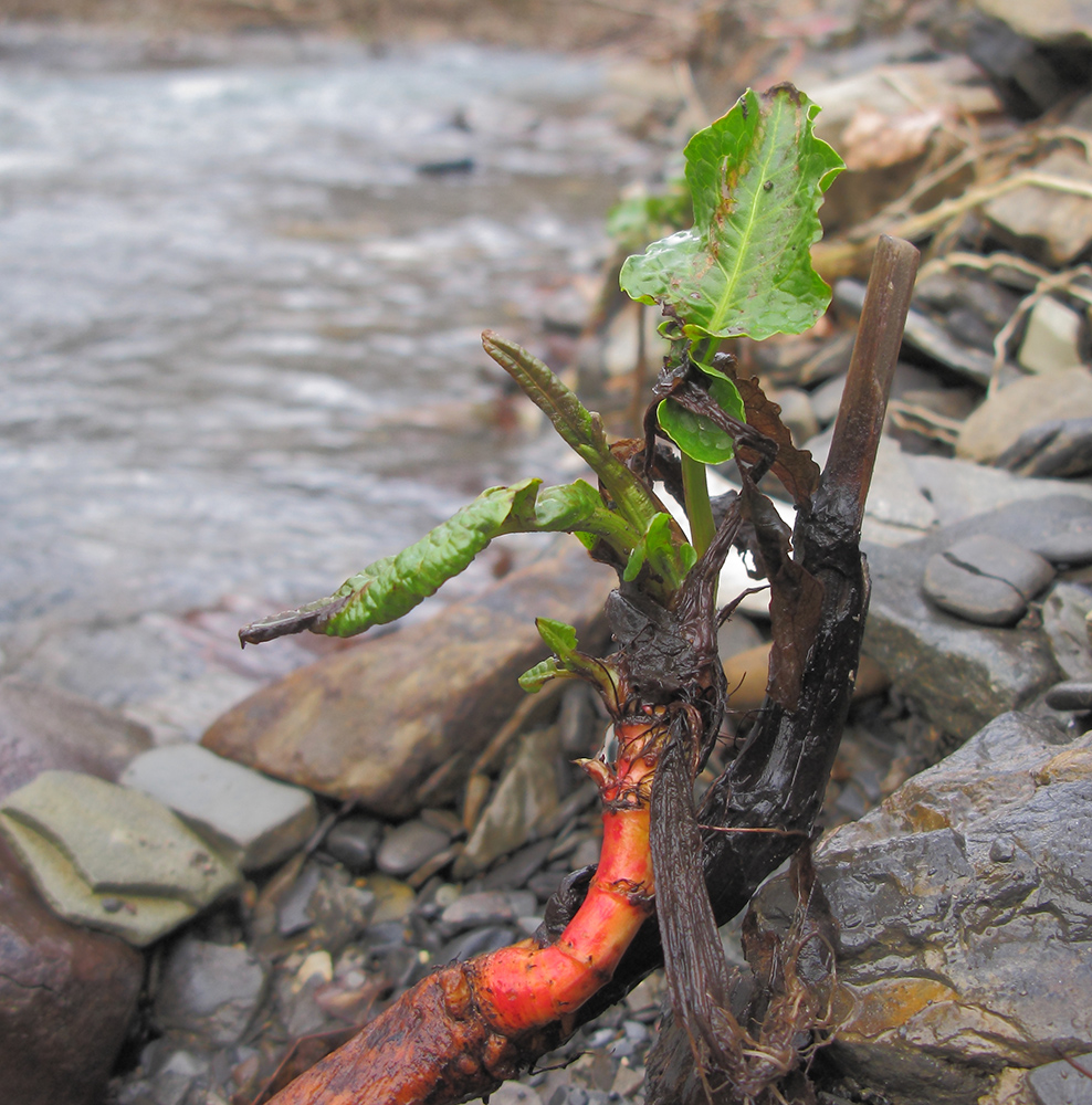 Image of genus Rumex specimen.