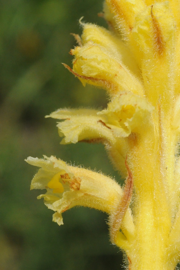 Image of Orobanche alsatica specimen.